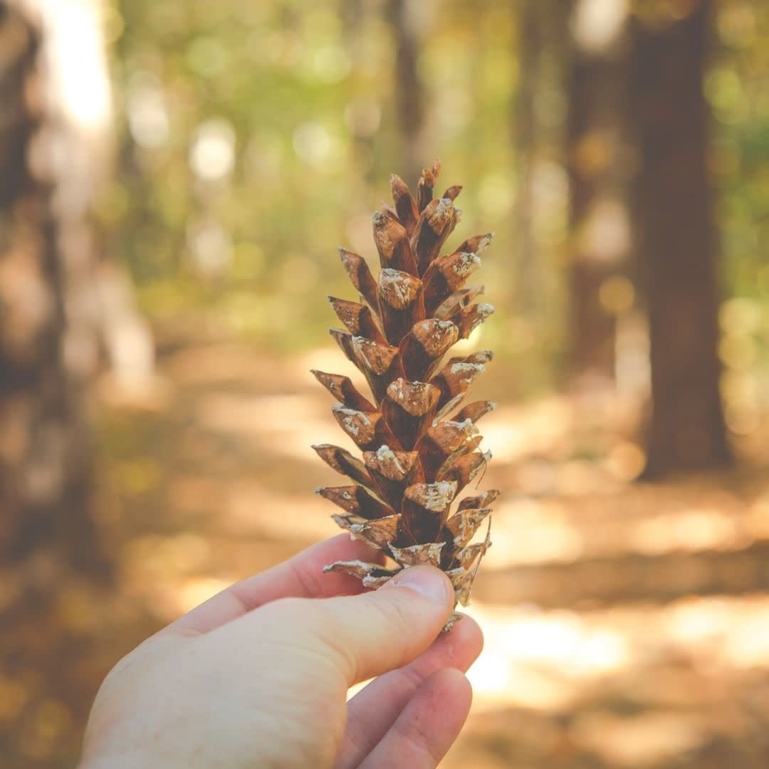 Barre de savon "The Original Wonder Soap Pine Tar" - Corps, visage et cheveux (120g/4.25oz)