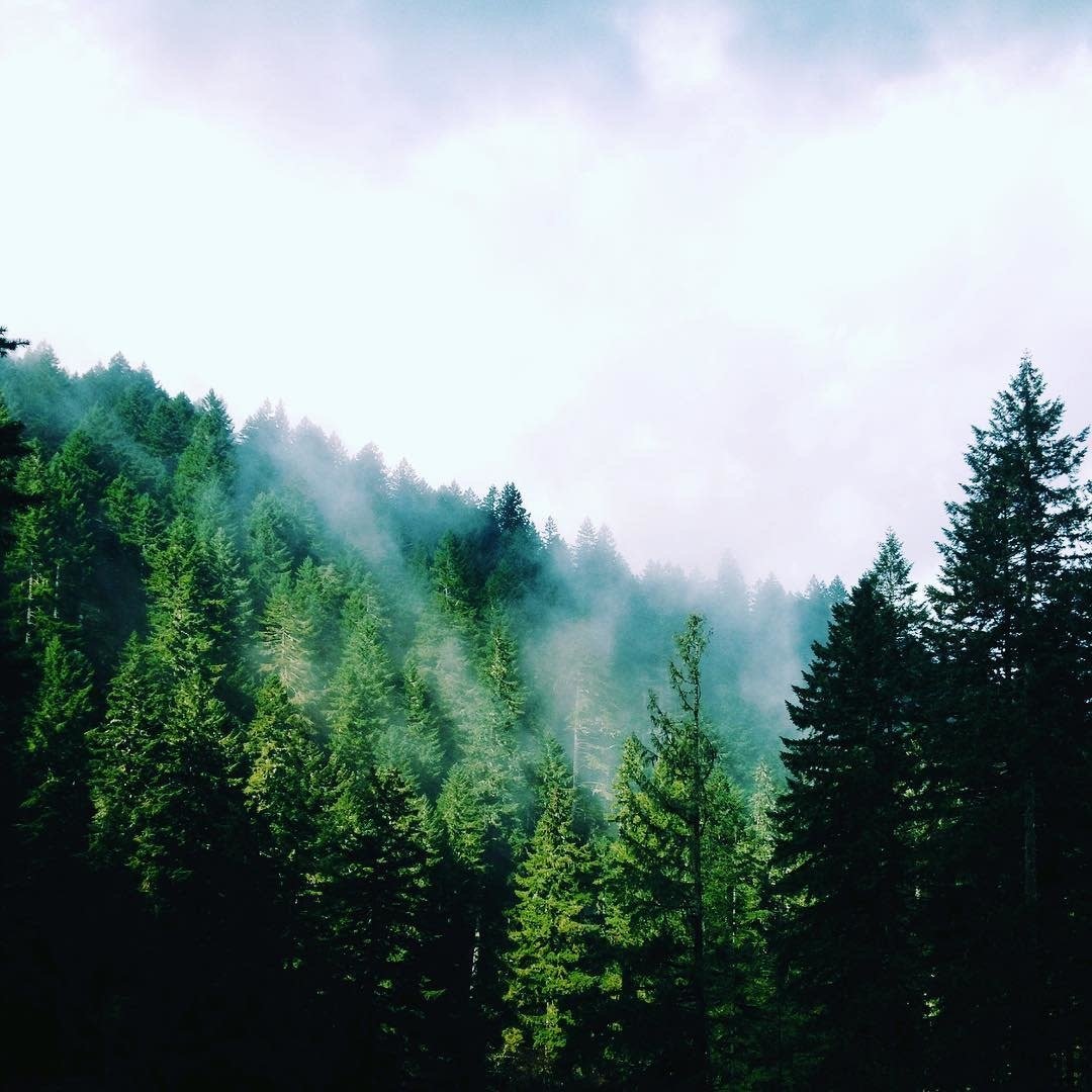 Barre de savon "The Original Wonder Soap Pine Tar" - Corps, visage et cheveux (120g/4.25oz)