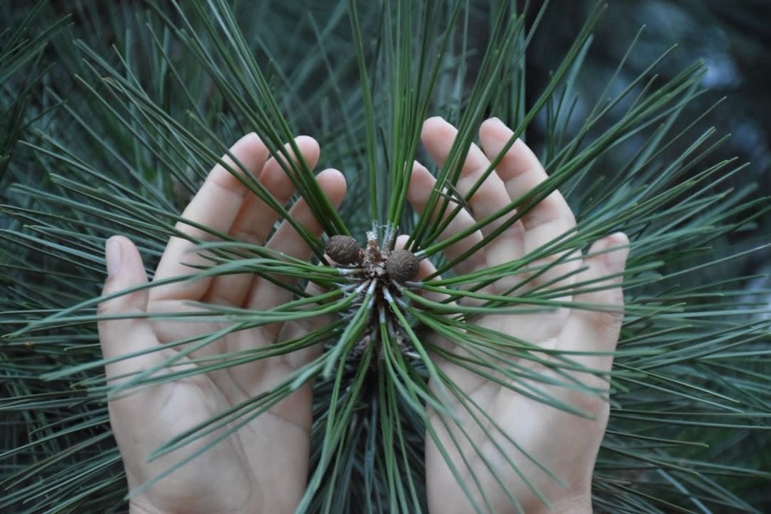 Revitalisant "Pine Tar Scalp Therapy" apaise et hydrate - Pour le cuir chevelu et les cheveux secs (235ml/8.0oz)