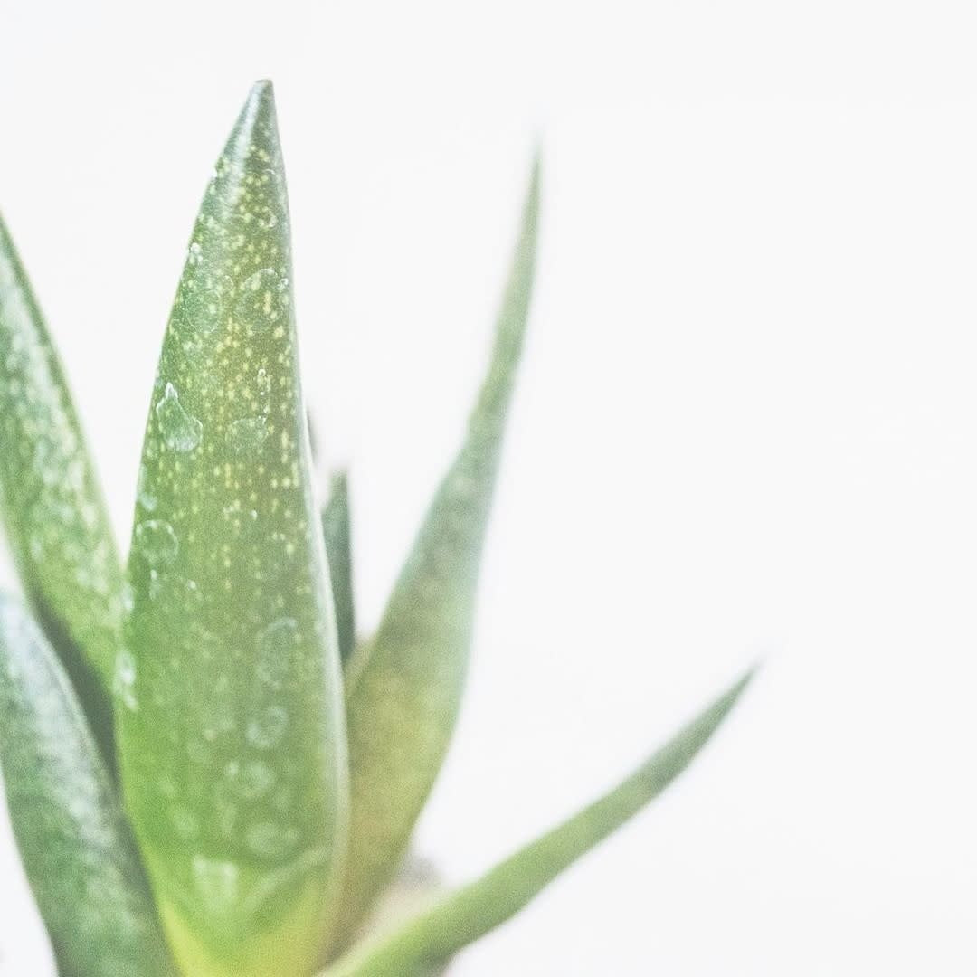 Huile de pré-rasage - Aloès (30g/1.0oz)