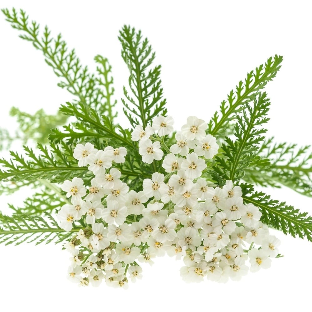 Revitalisant stimulant et nourrissant "Healing Nourish" - Pour tous les types de cheveux fins et clairsemés (250ml/8.5oz)