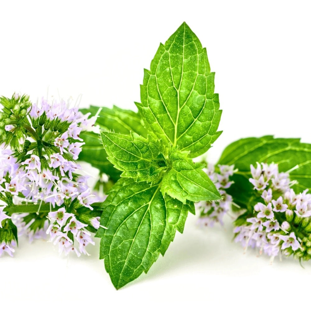 Revitalisant stimulant et nourrissant "Healing Nourish" - Pour tous les types de cheveux fins et clairsemés (250ml/8.5oz)