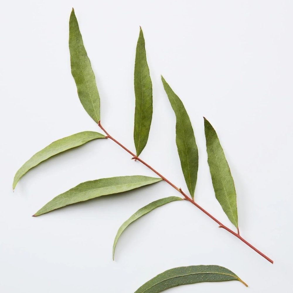 3-in-1 Chamomile + Pine Shampoo 