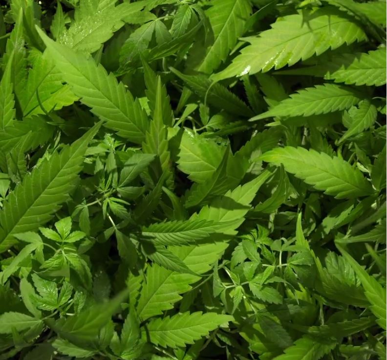 Spray démêlant  "Tea Tree Hemp Multitasking Spray" - Préparation de style tout-en-un (200ml/6.8oz)