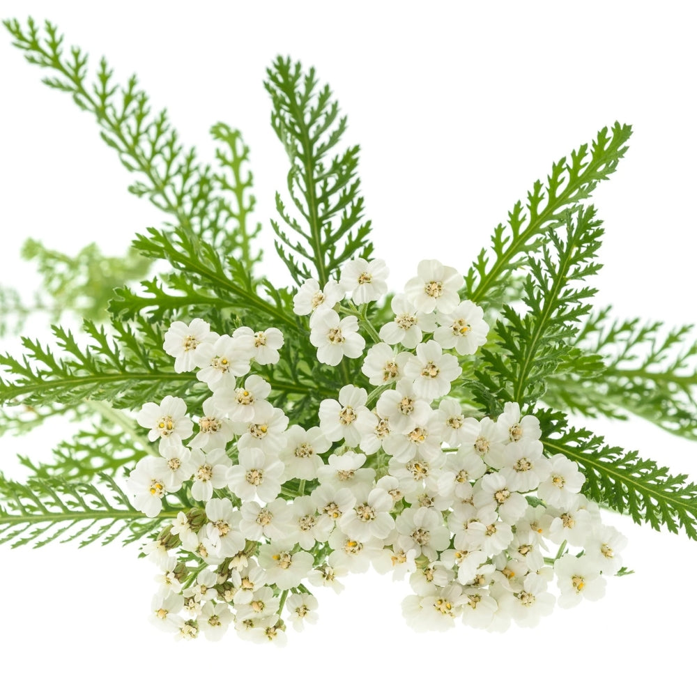 Revitalisant stimulant et nourrissant "Healing Nourish" - Pour tous les types de cheveux fins et clairsemés (250ml/8.5oz)