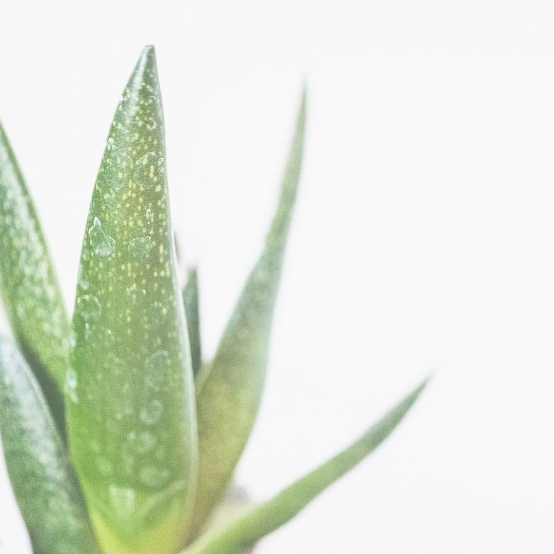 Huile de pré-rasage - Aloès (30g/1.0oz)