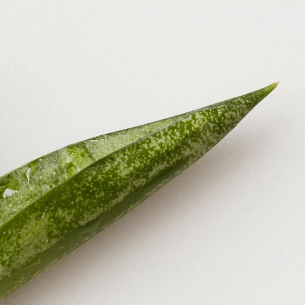 Shampoing antipelliculaire "Control" - Pour cuir chevelu avec pellicules (295ml/10.0oz)