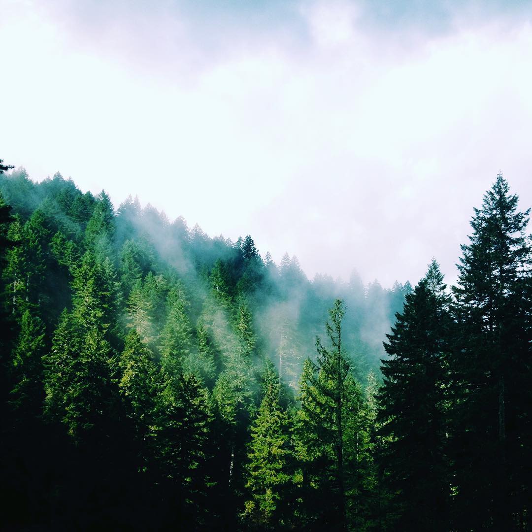 Barre de savon "The Original Wonder Soap Pine Tar" - Corps, visage et cheveux (120g/4.25oz)