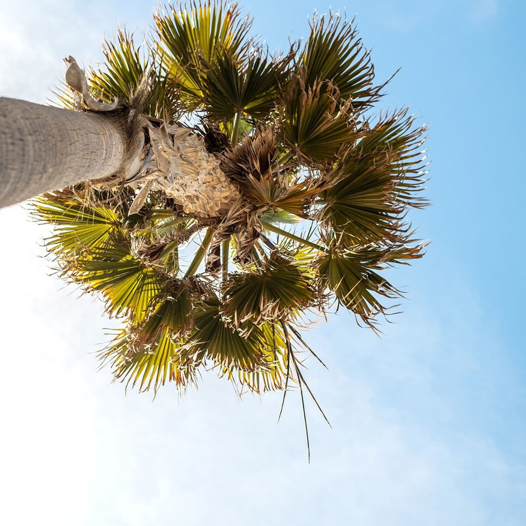 Amiral Pomade Barber Cape elastic neck & metal hook (140cm/55" x 160cm/63") - Black