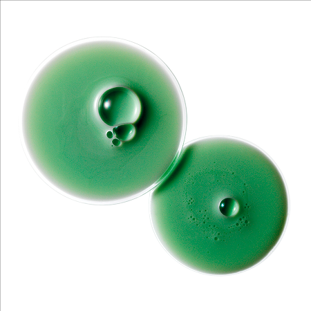 Shampooing "MELALEUCA" antipelliculaire aux huiles essentielles assainissantes - Pour pellicules grasses et cuir chevelu gras (150ml/5.0oz)