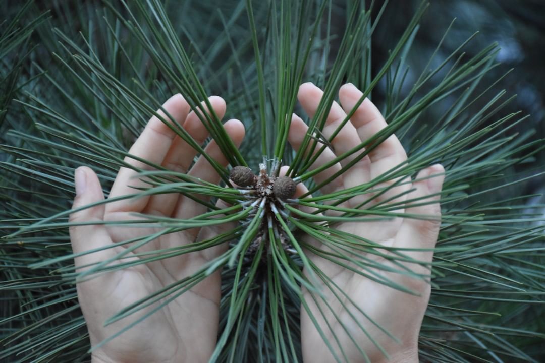 Revitalisant "Pine Tar Scalp Therapy" apaise et hydrate - Pour le cuir chevelu et les cheveux secs (235ml/8.0oz)